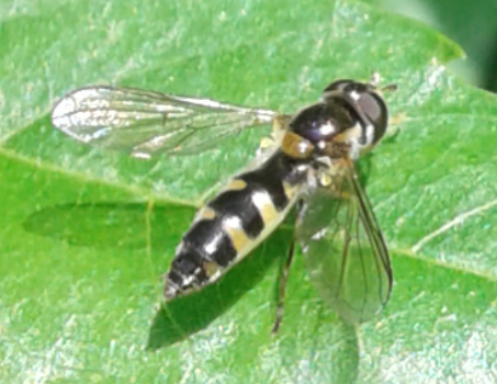 Syrphidae : Meligramma triangulifera? No, Meliscaeva auricollis